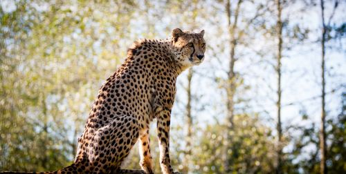 gepard animal big cat