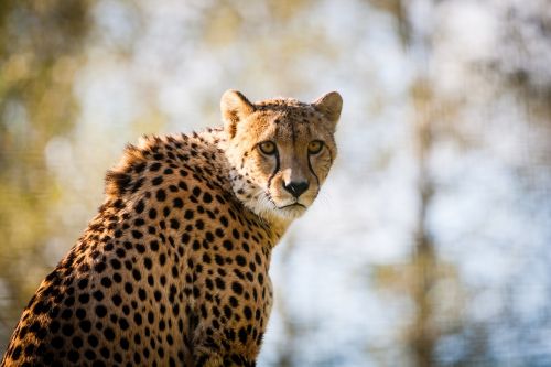 gepard cheetah big cat