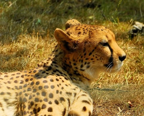 gepardin  big cat  portrait
