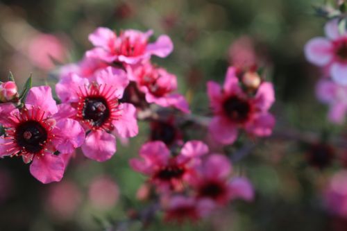 Geraldton Wax Blooms