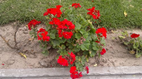 Geranium