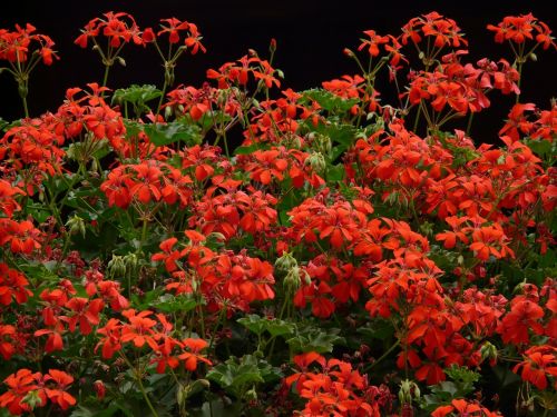 geranium red flora