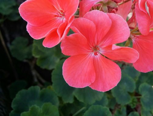 geranium flower pink