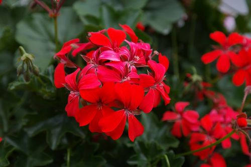 geranium red blossom