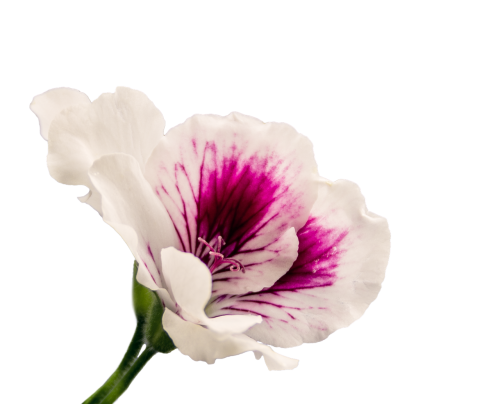 geranium isolated blossom