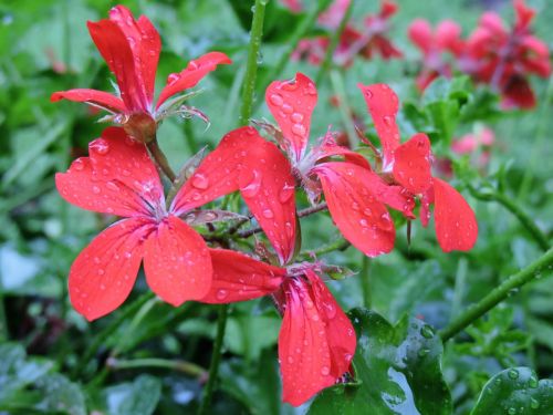 geranium blossom bloom