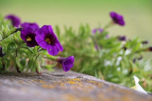geranium violet balcony plant