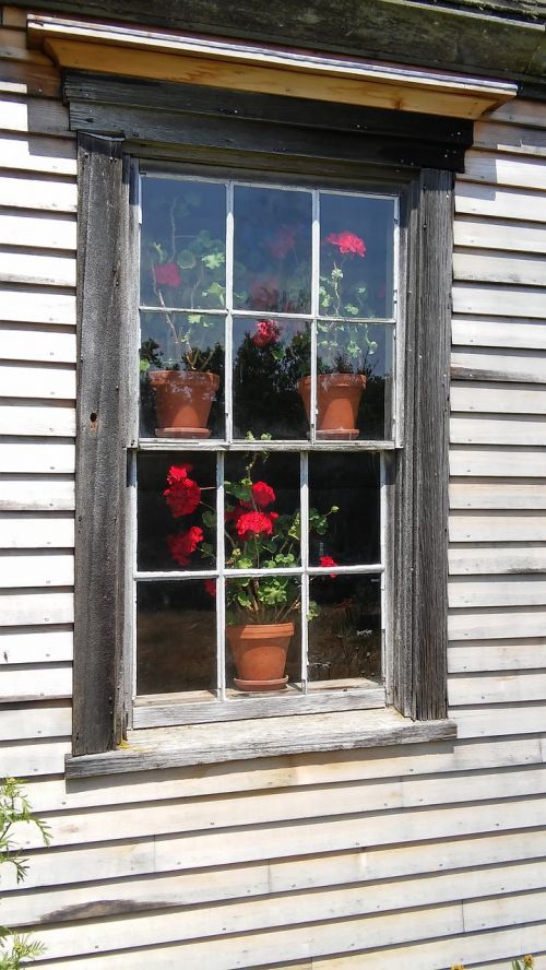 geranium window red