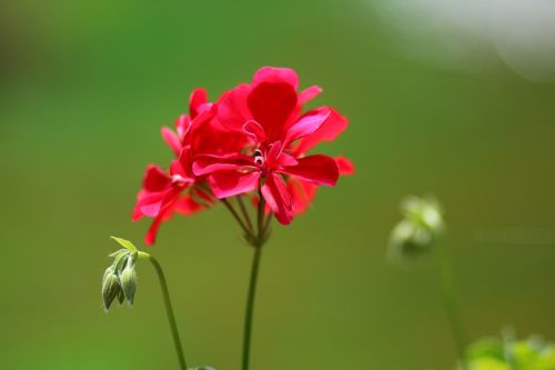 geranium flower red