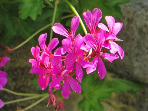 geranium flower petals