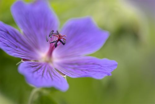 geranium perennial plants