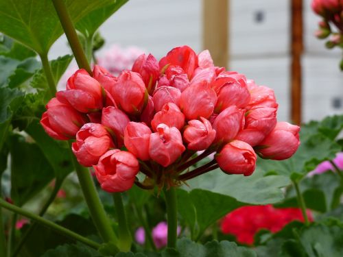 geranium flower plant