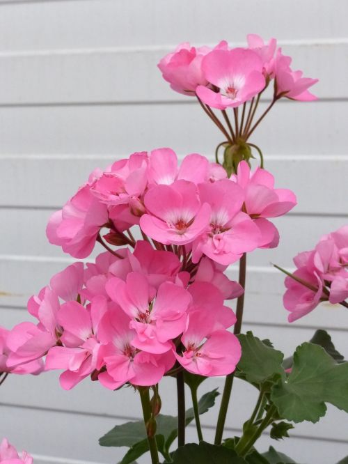 geranium pink greenhouse