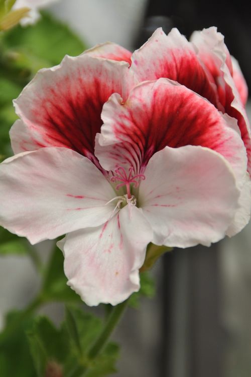 geranium flower pink flower