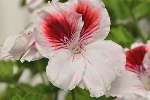 geranium flower pink flower