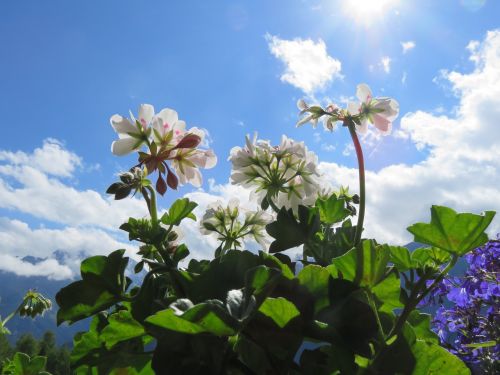 geranium sky plant