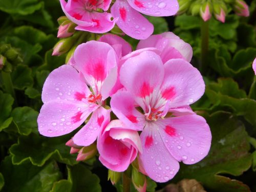 geranium flowers rosa