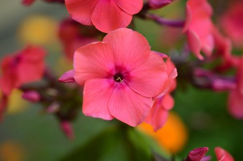 geranium blossom pink