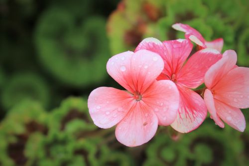 geranium nature glower