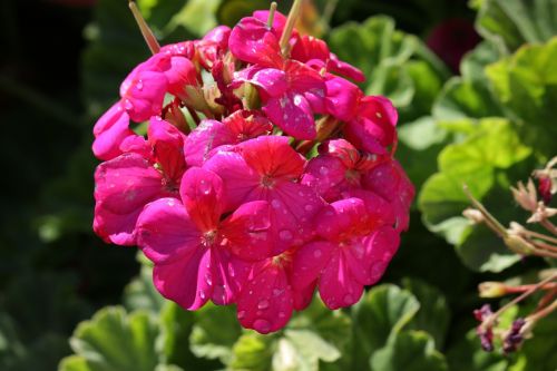 geranium flowers garden