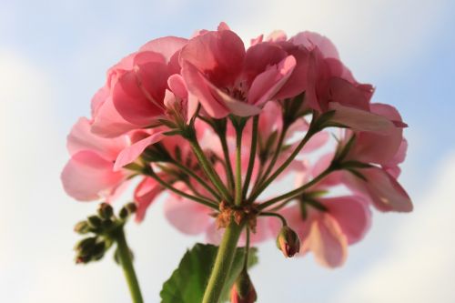 geranium flower macro
