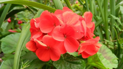 geranium red flower flowers