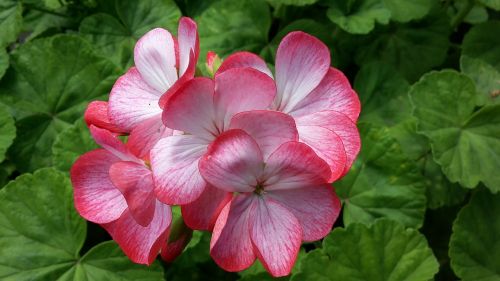 geranium perenial beautiful