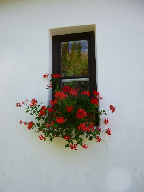 geranium window red flower