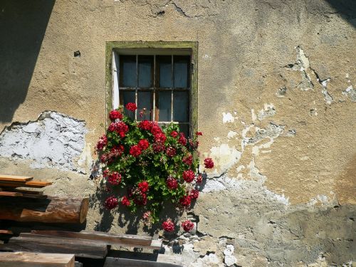 geranium window flower