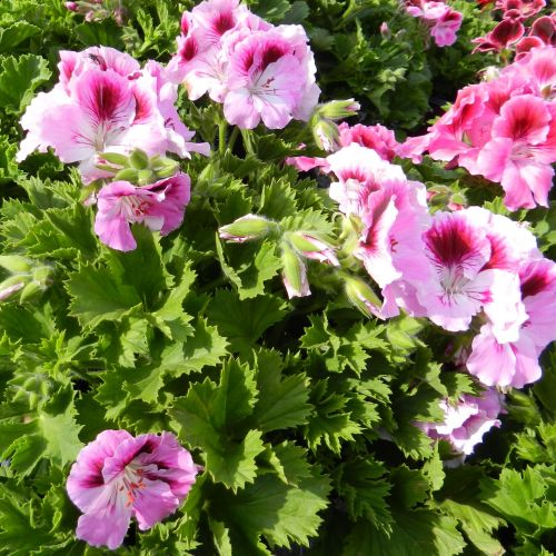 Geranium (2)