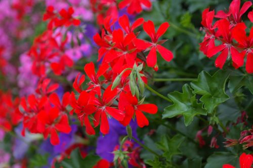 geranium red blossom