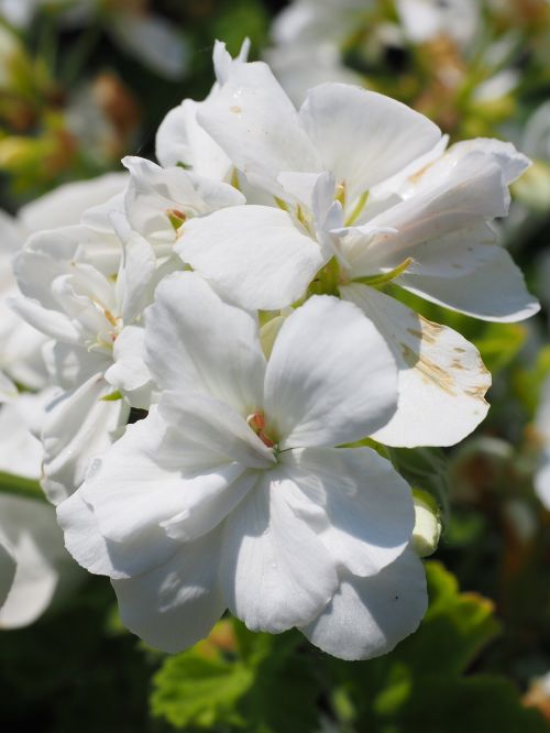 geranium blossom bloom