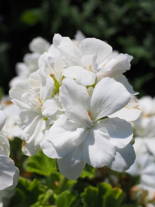 geranium blossom bloom