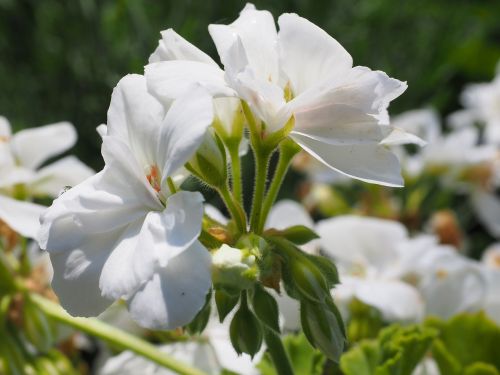 geranium blossom bloom