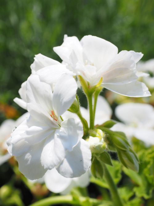 geranium blossom bloom