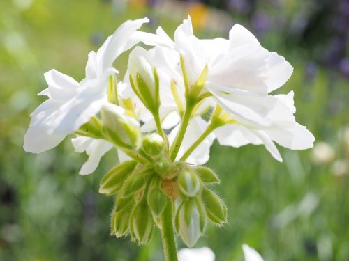 geranium blossom bloom