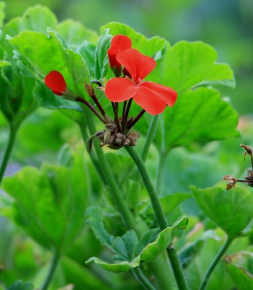 geranium flowers flower