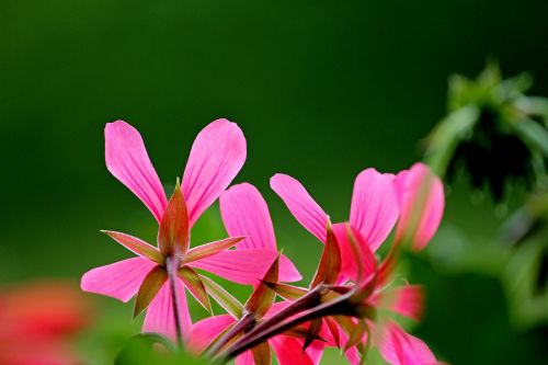 geranium blossom bloom