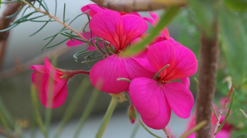 geranium pink flower