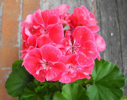 geranium flower pink geranium