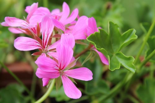 geranium blossom bloom