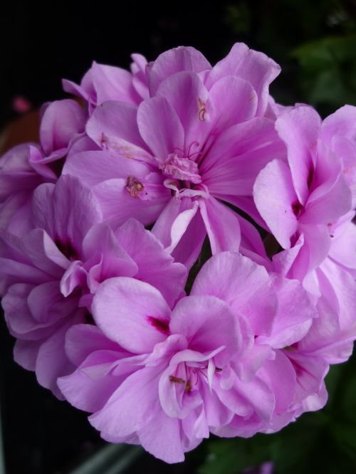 geranium nature pink