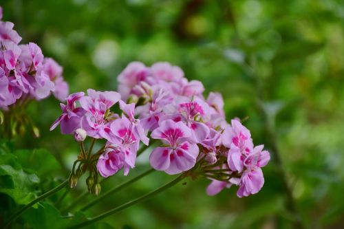 geranium flowers pink
