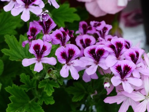 geranium flowers colors