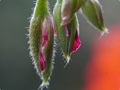 geranium flower buds macro