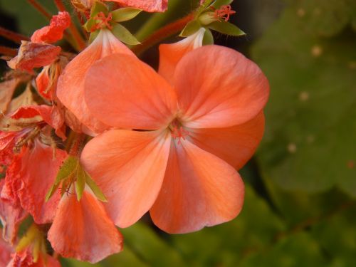 geranium orange flower