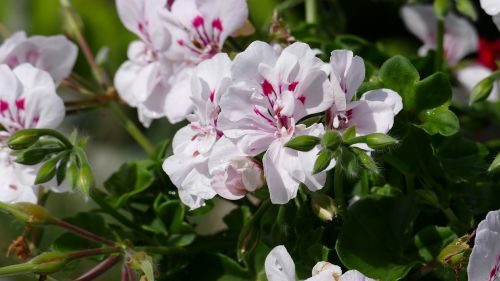 geranium flower flowers