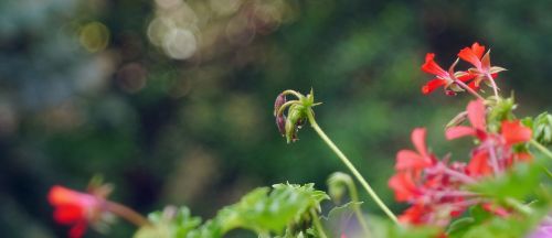 geranium bokeh red