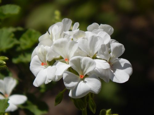 geranium malvón white flower
