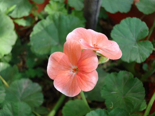 geranium rosa malvón